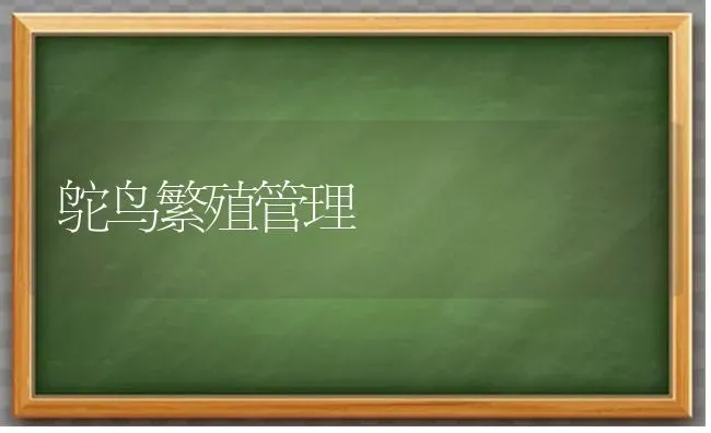 鸵鸟繁殖管理 | 养殖知识