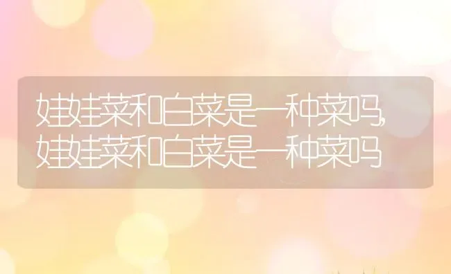 娃娃菜和白菜是一种菜吗,娃娃菜和白菜是一种菜吗 | 养殖科普