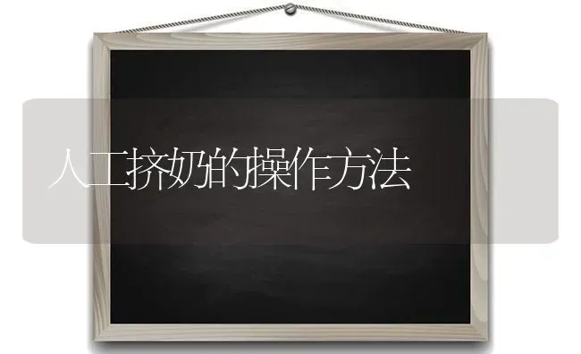 人工挤奶的操作方法 | 养殖技术大全