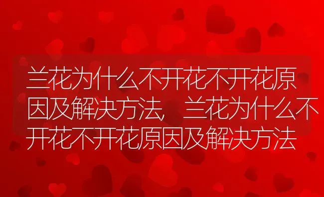 兰花为什么不开花不开花原因及解决方法,兰花为什么不开花不开花原因及解决方法 | 养殖科普