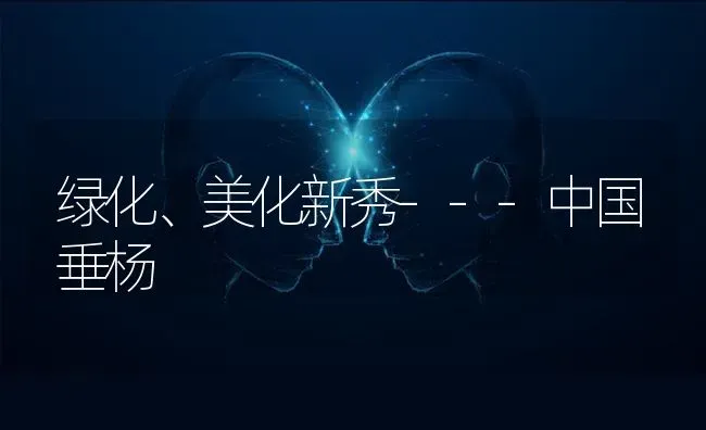 绿化、美化新秀---中国垂杨 | 养殖技术大全