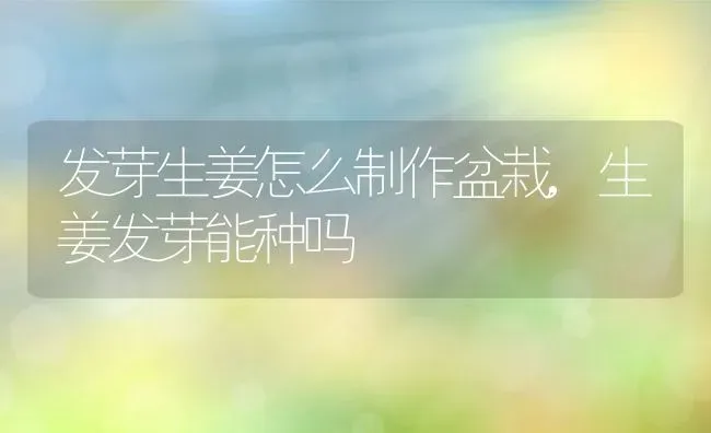 发芽生姜怎么制作盆栽,生姜发芽能种吗 | 养殖学堂