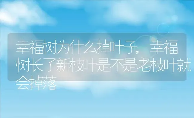 幸福树为什么掉叶子,幸福树长了新枝叶是不是老枝叶就会掉落 | 养殖学堂