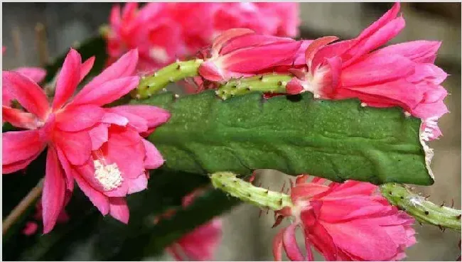 令箭荷花繁殖方法 | 实用知识