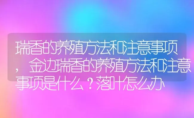 瑞香的养殖方法和注意事项,金边瑞香的养殖方法和注意事项是什么？落叶怎么办 | 养殖学堂