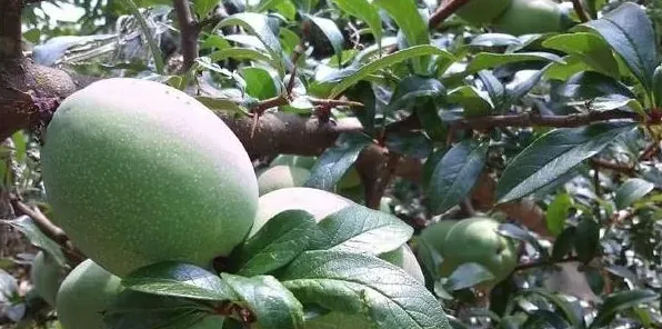 高产木瓜需要掌握的田间种植管理技术有哪些？ | 生活妙招