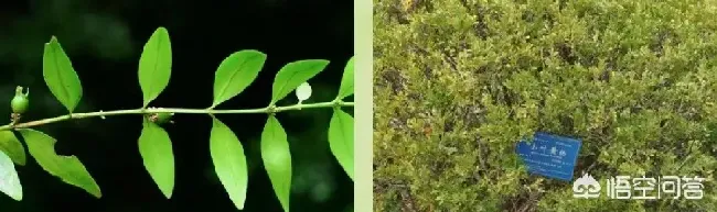 冬青属于什么植物类型,冬青不落叶就能过冬是为什么？