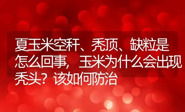 夏玉米空秆、秃顶、缺粒是怎么回事,玉米为什么会出现秃头？该如何防治 | 养殖学堂