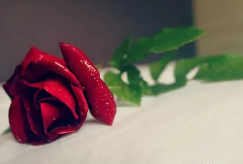 养玫瑰花的水里放什么好,水养玫瑰怎么施肥？