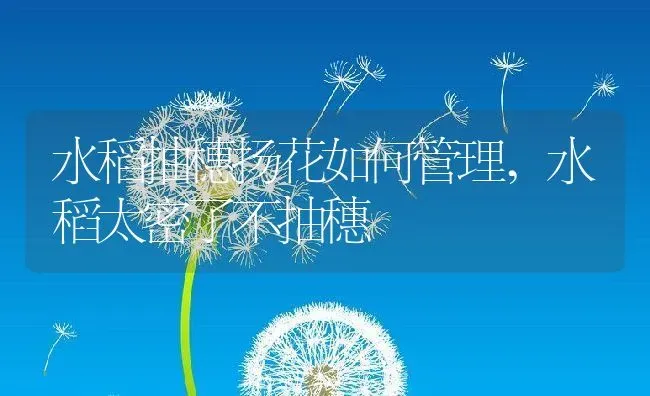 水稻抽穗扬花如何管理,水稻太密了不抽穗 | 养殖学堂
