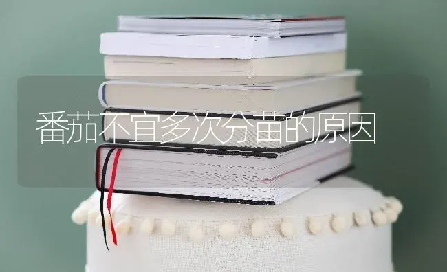 番茄不宜多次分苗的原因 | 养殖技术大全