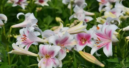 百合怎么种植,种植百合的正确方法？