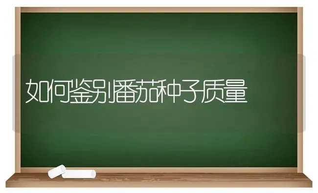如何鉴别番茄种子质量 | 养殖技术大全