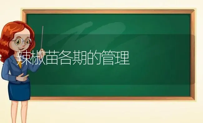 辣椒苗各期的管理 | 养殖知识