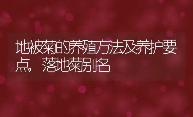 地被菊的养殖方法及养护要点,落地菊别名 | 养殖学堂