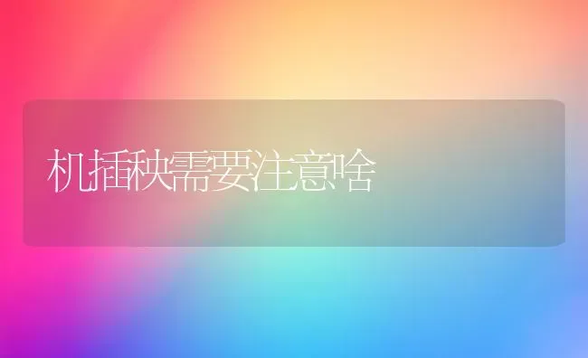 机插秧需要注意啥 | 养殖技术大全