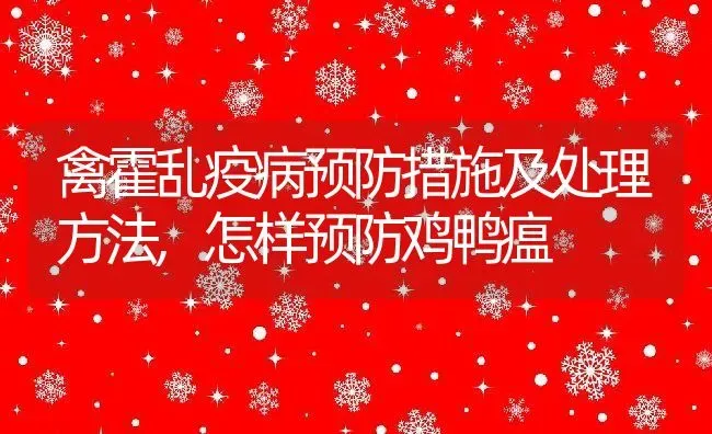 禽霍乱疫病预防措施及处理方法,怎样预防鸡鸭瘟 | 养殖学堂