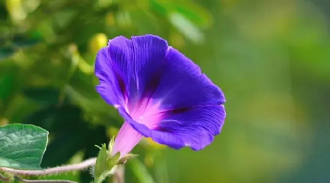 养牵牛花为什么不吉利,为什么家中不能种牵牛花？