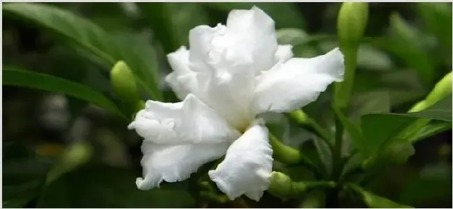狗牙花和假狗牙花区别 | 生活常识
