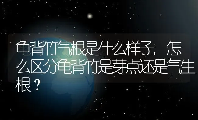 龟背竹气根是什么样子,怎么区分龟背竹是芽点还是气生根？ | 养殖科普