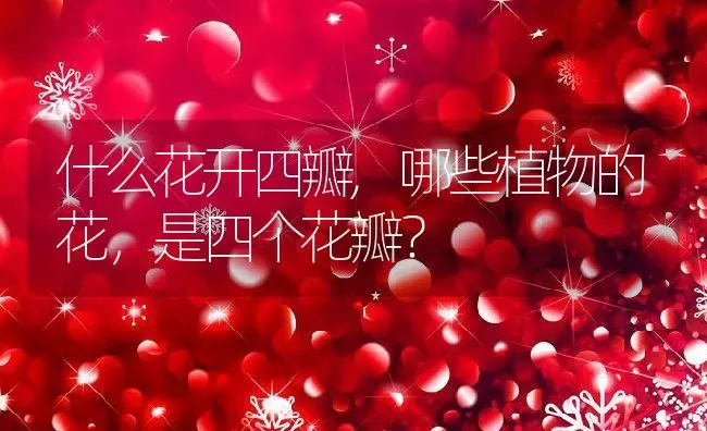 什么花开四瓣,哪些植物的花，是四个花瓣？ | 养殖科普