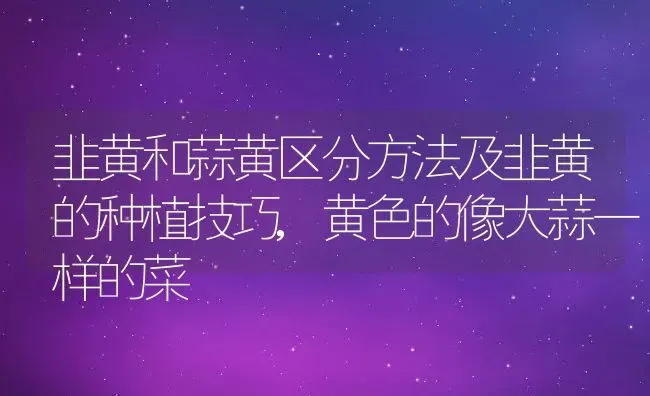 韭黄和蒜黄区分方法及韭黄的种植技巧,黄色的像大蒜一样的菜 | 养殖学堂