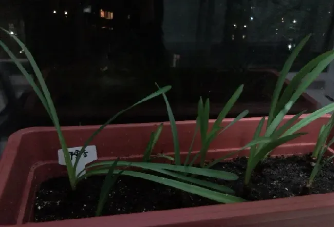 郁金香怎么是细长的叶,郁金香的种植方法？
