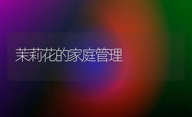 茉莉花的家庭管理 | 养殖技术大全