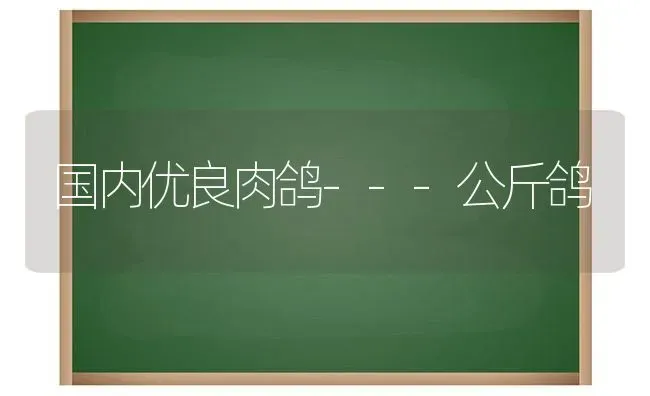 国内优良肉鸽---公斤鸽 | 养殖技术大全