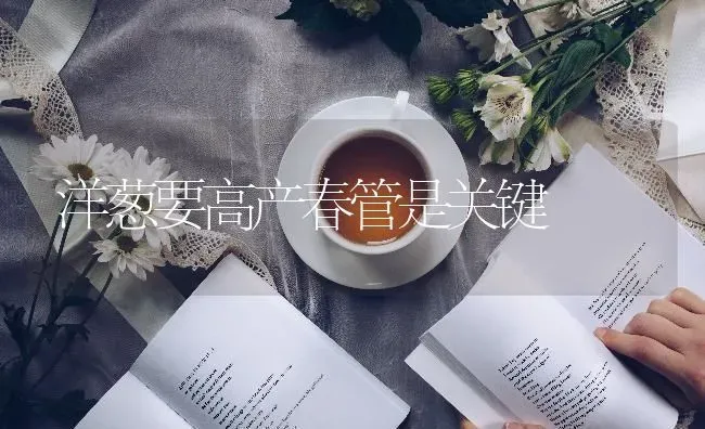 洋葱要高产春管是关键 | 养殖技术大全