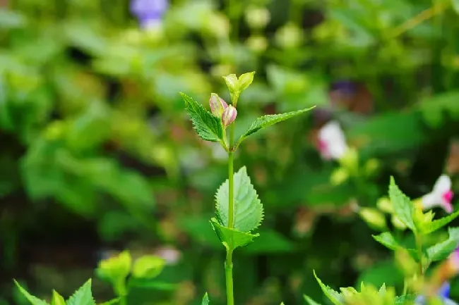 五加科植物有哪些,一级保护植物一览表？