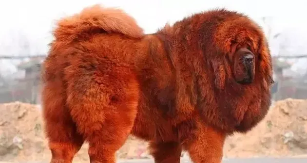 藏獒和比特犬谁厉害,藏獒和比特谁厉害？