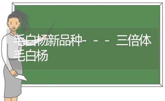 毛白杨新品种---三倍体毛白杨 | 养殖技术大全