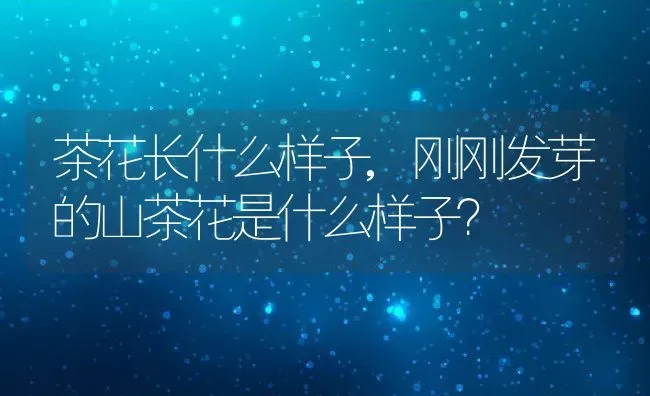 茶花长什么样子,刚刚发芽的山茶花是什么样子？ | 养殖科普