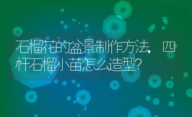 石榴花的盆景制作方法,四杆石榴小苗怎么造型？ | 养殖科普