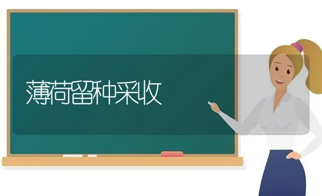 薄荷留种采收 | 养殖技术大全