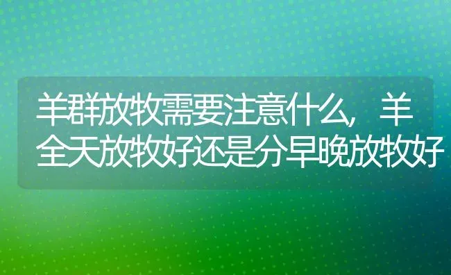 羊群放牧需要注意什么,羊全天放牧好还是分早晚放牧好 | 养殖学堂