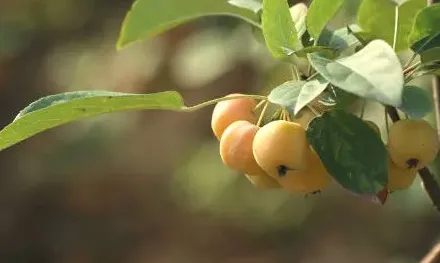 院子种什么果树最吉祥,院里种樱桃和柿子树,哪个好？