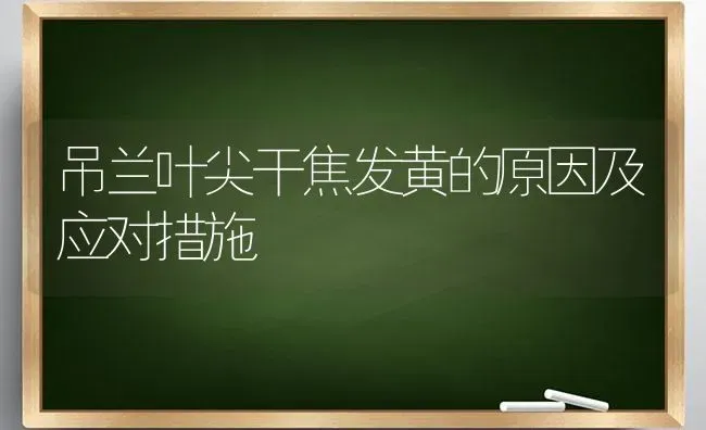 吊兰叶尖干焦发黄的原因及应对措施 | 养殖知识