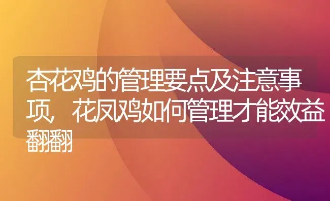 杏花鸡的管理要点及注意事项,花凤鸡如何管理才能效益翻翻 | 养殖学堂