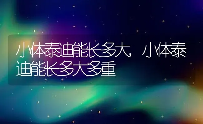 小体泰迪能长多大,小体泰迪能长多大多重 | 养殖资料