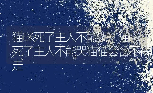 猫咪死了主人不能哭,猫咪死了主人不能哭猫猫会舍不得走 | 养殖资料