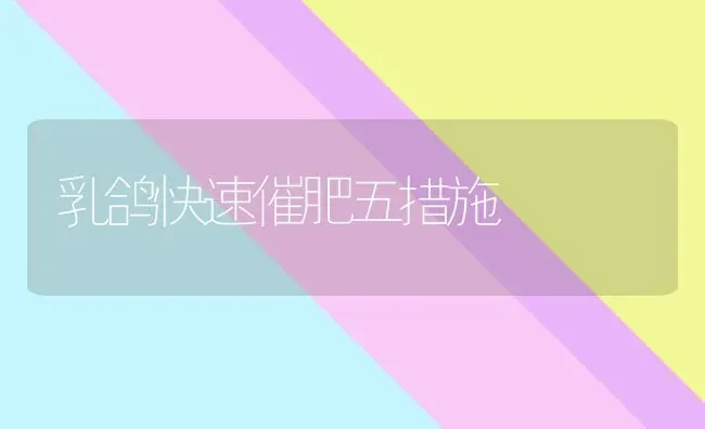 乳鸽快速催肥五措施 | 养殖知识