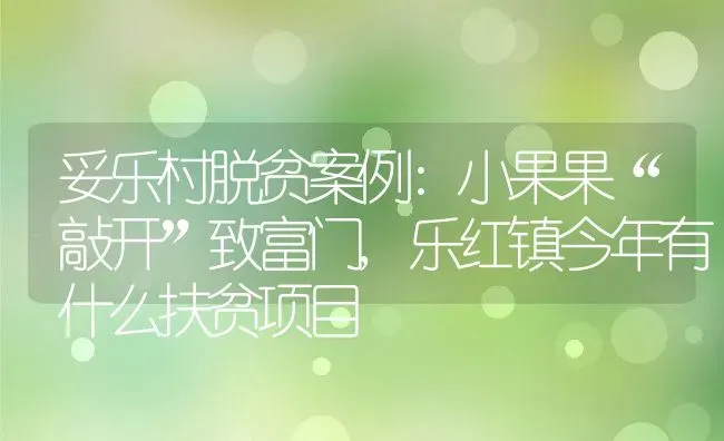 妥乐村脱贫案例:小果果“敲开”致富门,乐红镇今年有什么扶贫项目 | 养殖学堂