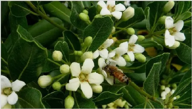 海桐花如何繁殖 | 实用知识