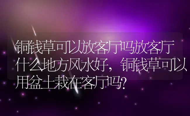 铜钱草可以放客厅吗放客厅什么地方风水好,铜钱草可以用盆土栽在客厅吗？ | 养殖科普