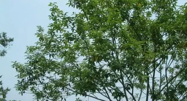 冬青属于什么植物类型,冬青不落叶就能过冬是为什么？