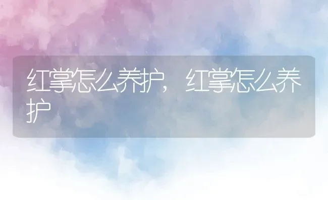 红掌怎么养护,红掌怎么养护 | 养殖科普