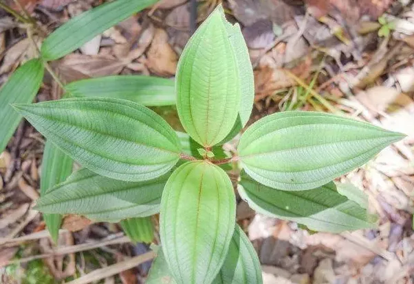 半夏种植条件生长环境及地域,半夏对生长环境有什么要求？