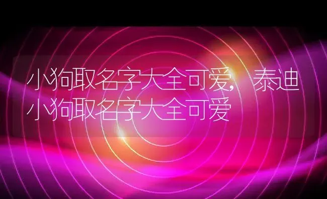 小狗取名字大全可爱,泰迪小狗取名字大全可爱 | 养殖科普